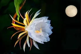 「诗词鉴赏」昙花一现为韦陀，古诗词里的昙花，一现刹那芳华图片