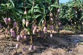 一斤2元也叫亏，将有80万吨上市，进口50万吨在路上，要凉？图片