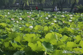 青岛莱西月湖公园荷花湾图片