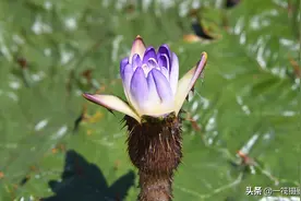 夏花（六十二）——芡实花开图片