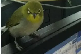 爆笑：有只鸟飞进办公室，然后伪装了起来图片