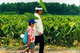 北野武的“菊次郎”，久石让的“summer”，是美好的暑假和夏天图片