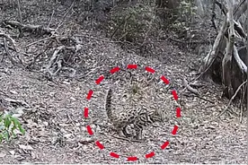 少见！顶级掠食者豹猫现身厦门岛内山林图片