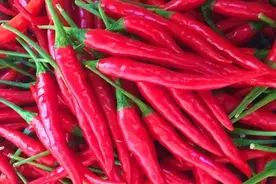 青椒为什么比猪肉还贵图片