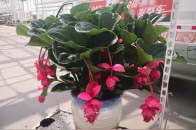 几种花似灯笼的盆栽绿植，美丽又喜庆，花期还很长，适合室内种植图片