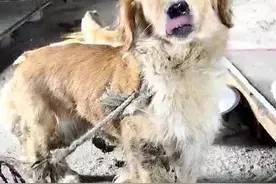 遭暴打后的金毛痛的满地翻滚，被救后“过激”的反应让人泪目……图片