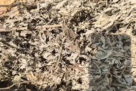 艾草五年十年十五年，真的很好吗，你有基本生活常识吗？图片