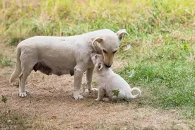 流浪狗妈妈，叼着孩子上门求收养，分别时它频频回头，满是不舍图片