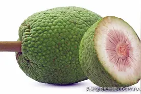 它有望解决全球粮食问题！神奇的面包果，会成为下一种超级食品吗图片