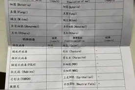 猫咪得了猫瘟如何在家治愈图片