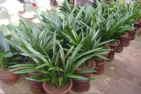 兰花“太娇气”，家中养不好，养这2种试试，室内也能年年开花图片