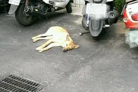 流浪狗进新家后站着睡，听到一点声音立刻惊醒！主人特别心疼图片