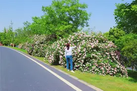 快来打卡！无锡这些花海已澎湃图片