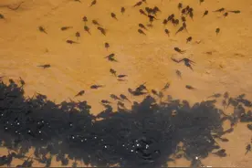 动物趣图：蝌蚪聚集“开会”图片