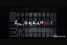 花儿为什么这样红？图片