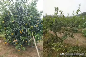 广西武鸣600亩沃柑疑被一杆三枝过度修剪或减产60%图片