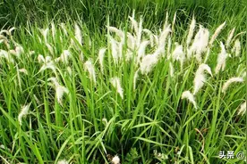 茅草是一种非常难彻底清除的野草，用什么除草剂才能根除？图片