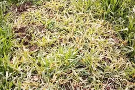 不同除草剂的药害症状图解！赶紧收藏！别跟病害混了图片