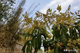 从昆明开车去景谷，走墨临高速公路路线的体验，感觉不错图片