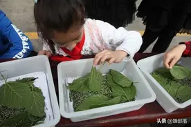 养蚕、吃桑葚、喝桑茶？告诉你桑树真正值钱的部位，1斤超千元图片