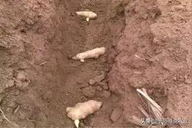 姜芽的分拣标准图片