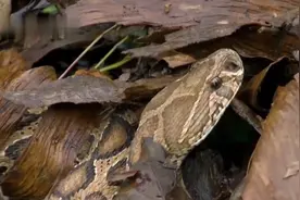 双头罗素蝰蛇现身，印度最危险的毒蛇，被咬后30秒即可全身麻痹图片