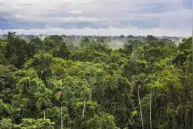 地球之肺亚马逊雨林，绿色的天堂却是人类禁区，到底有多恐怖？图片