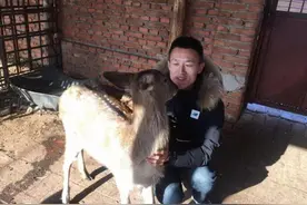 25岁小伙回乡创业迷上梅花鹿，养殖3年发展30余头，年收入破10万图片