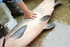 渡劫失败！湖北石桥水库青鱼王被钓起，网友：鱼石能卖给我吗图片