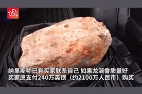 一夜暴富！渔民在海边捡“石头”，竟价值2100万图片