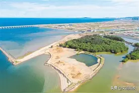 东海岸新城外砂河口种植31公顷红树林，“海上森林”未来可期图片