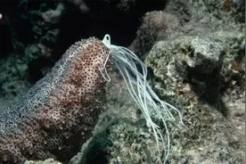 为了躲避天敌，它吃掉了自己的脑子！最后变成了植物图片