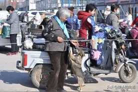 大娘从垃圾箱里捡到“小野货”，能辨别善与恶，老人：金山都不换图片