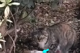 太饿了？男子钓鱼路上碰到“大猫吃小猫”，小猫已被吃掉半个身子图片