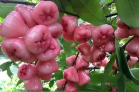 海南莲雾、汁水饱满、口感清甜，你吃过吗图片