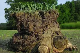 这组很少见的图片，看完知识储备量又增加了图片