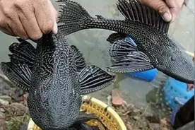 清道夫入侵全球：在广东河道泛滥成灾，却在印度栽了跟头图片