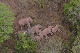 大象出走，到底为哪般？图片