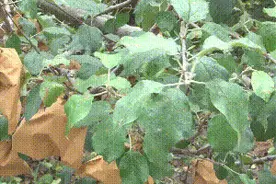 果树落叶已成灾 及时止损用对药图片