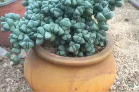 碧玉莲、鹿角海棠长得相似，叶子都是棱角分明肉嘟嘟，该怎么区分图片