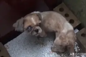 流浪狗被困下水道一个月，只能靠泥土充饥，背后原因令人落泪图片