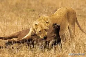 难怪野牛面对狮子攻击时，一动不动任其撕咬，看完涨知识了图片