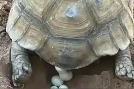 鹧鸪天（新韵）：鸡鸣狗盗图片