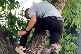 猫咪爬树上不敢下来，被救时紧紧抱住人类大腿，太丢猫脸了图片