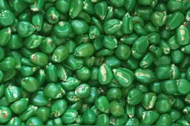 经销商介绍的每个玉米品种都高产，那哪个真的高产呢？听听怎么说图片