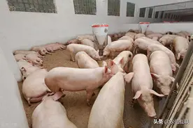 猪价基本触底？静待三季度消费旺季到来！附今日最新猪价表图片