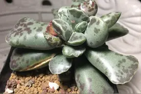 几十盆品种不同的水泡，多肉大神带你来看看它家的珍藏图片