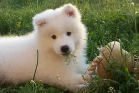 狗狗拉水是什么原因图片