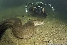 潜水员发现海底巨物，恰巧与它面对面，吓得全身直哆嗦图片