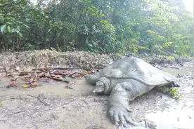 世界上最“孤独”的动物，全球仅剩4只，其中2只生活在中国！视频封面